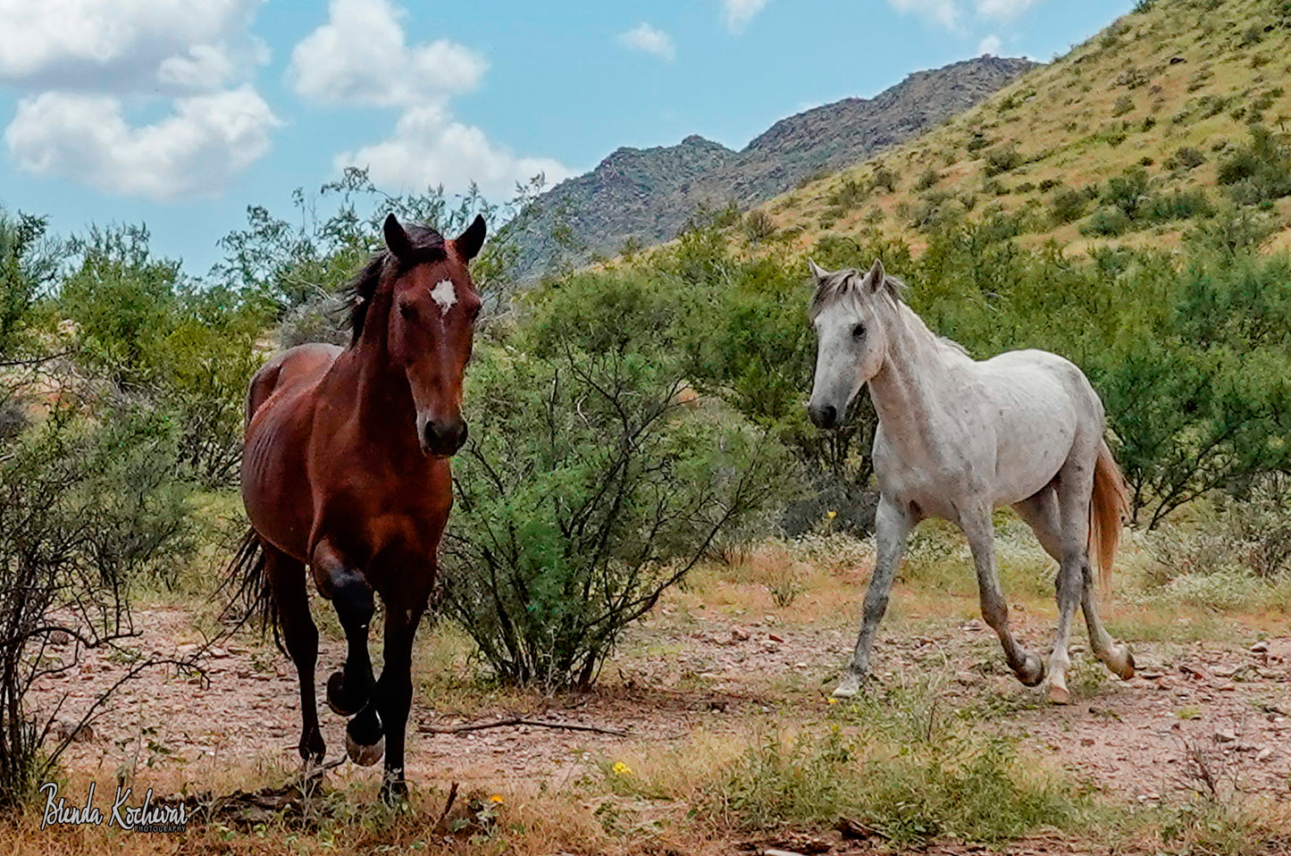 Salt River Wild Horses Running Mini Canvas 6”x4”