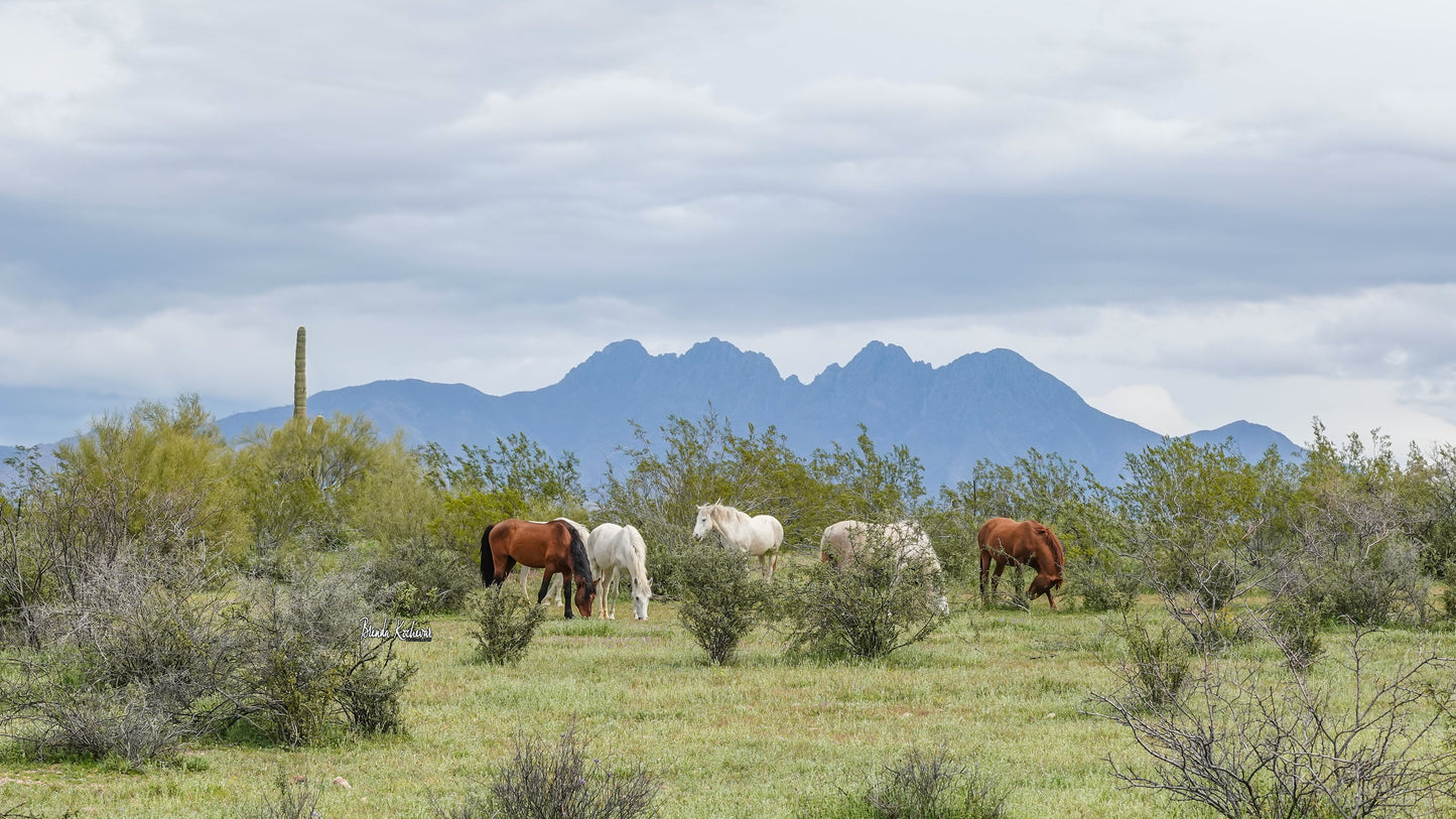 Salt River Wild Horses & Four Peaks Mountain Greeting Card