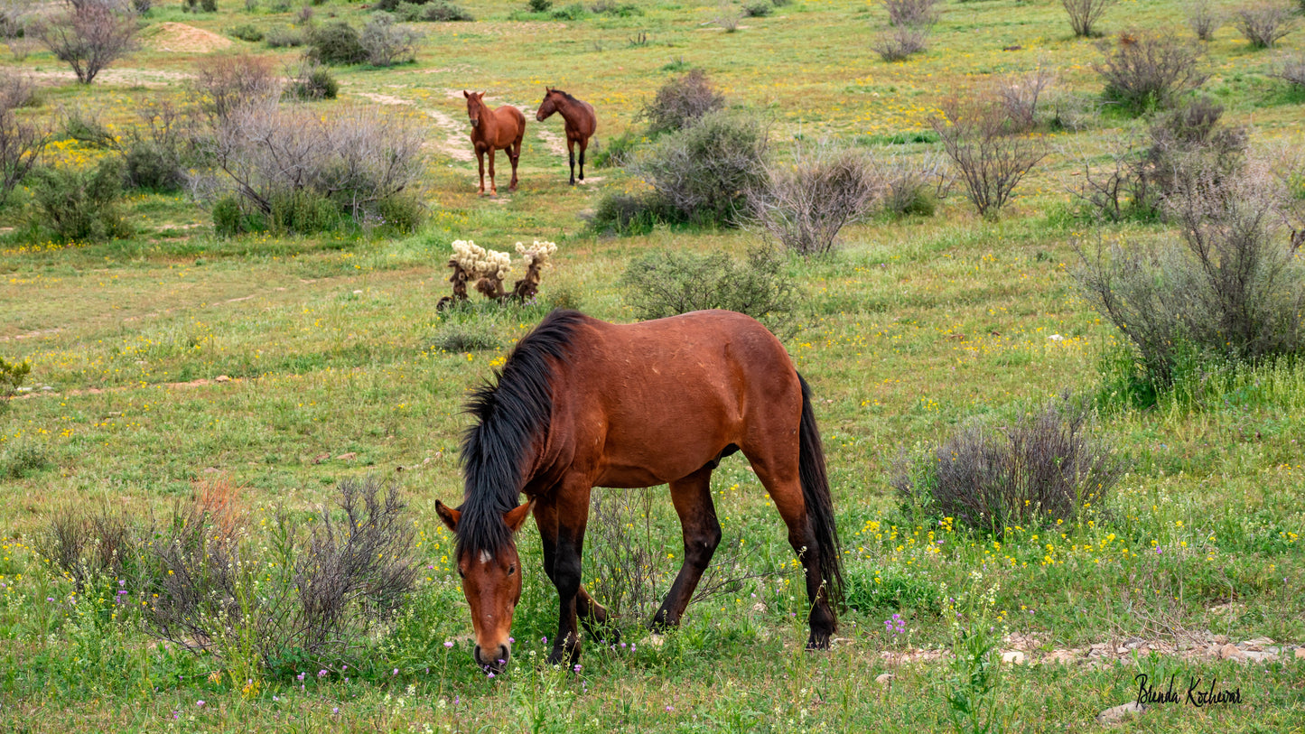 Salt River Wild Horse Friends Greeting Card