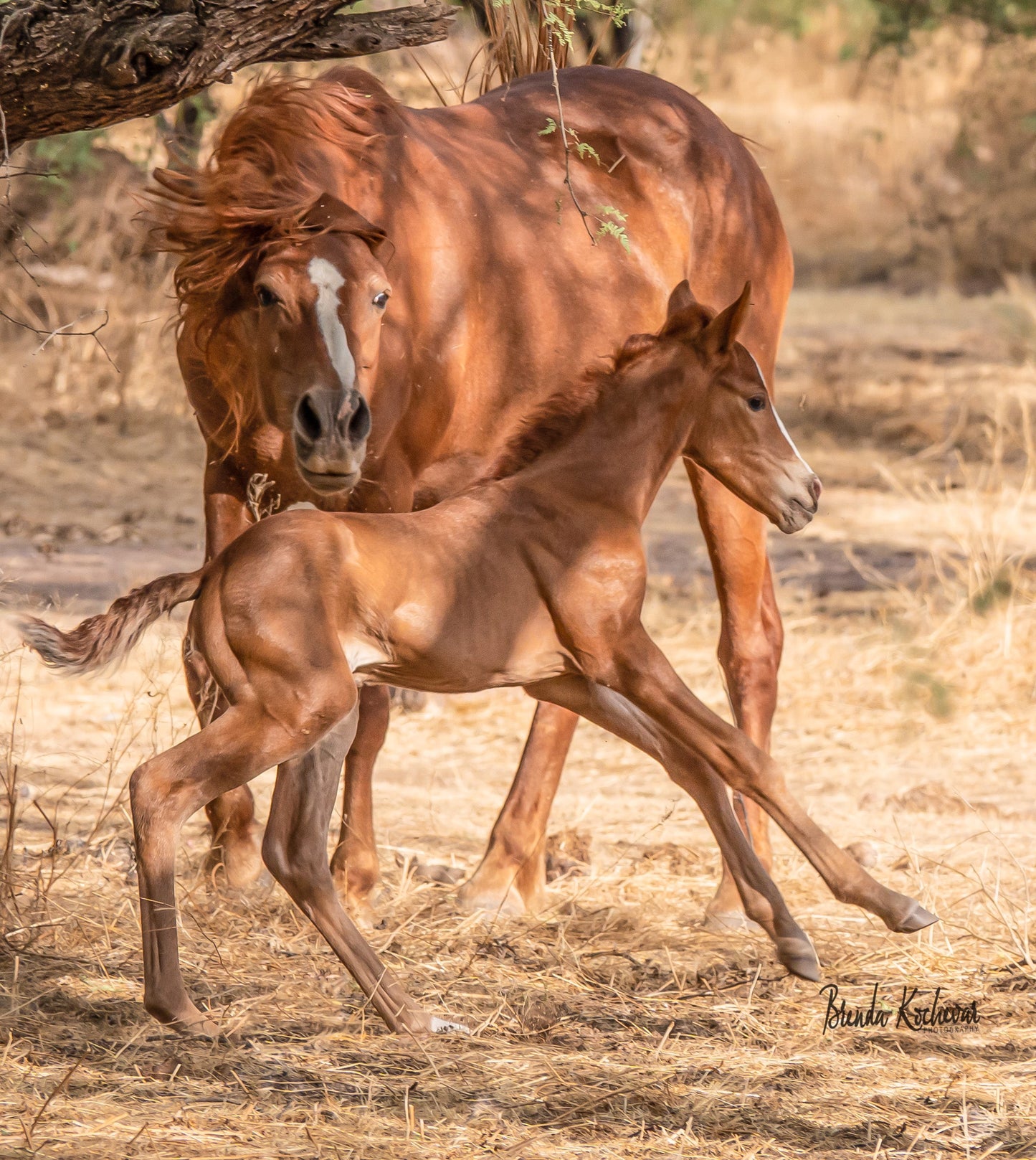 Salt River Wild Horses Nap Time is Over Matted Print 7”x5”