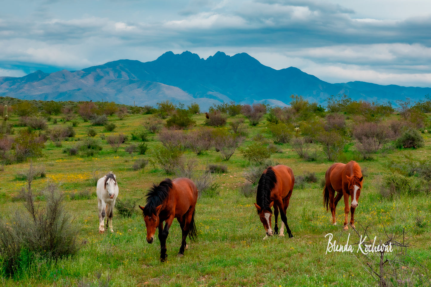 Salt River Wild Horses & Four Peaks Mountain Greeting Card