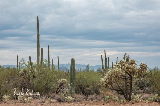 Desert Blooms Greeting Card
