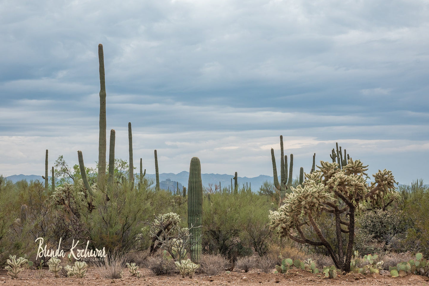 Desert Blooms Mini Canvas 6" x 4"