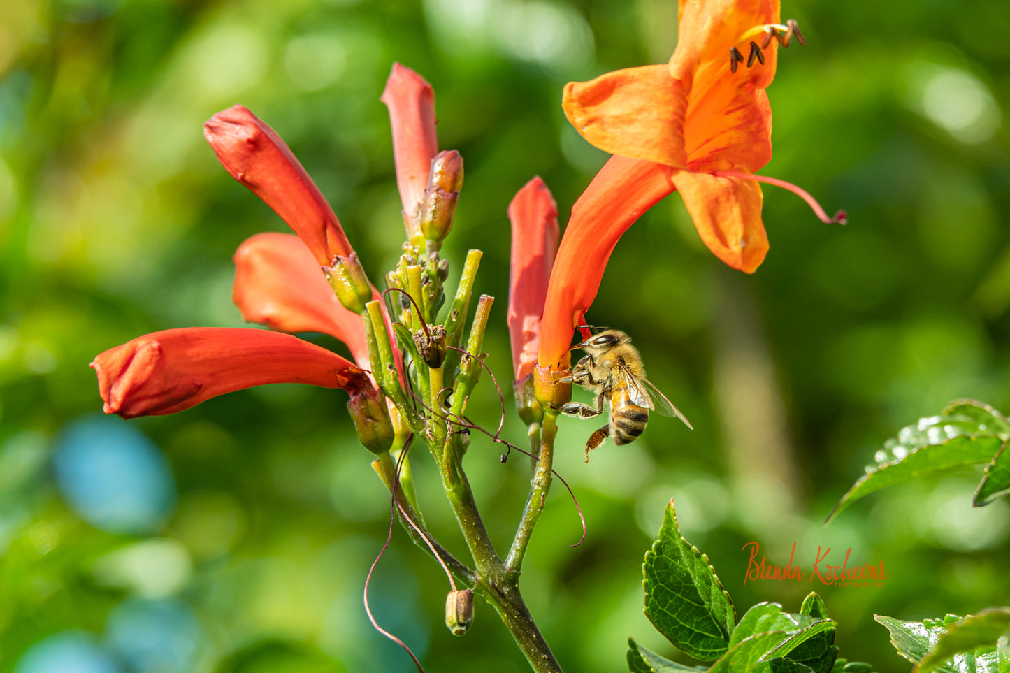 Arizona Bee Mini Canvas 6”x4”