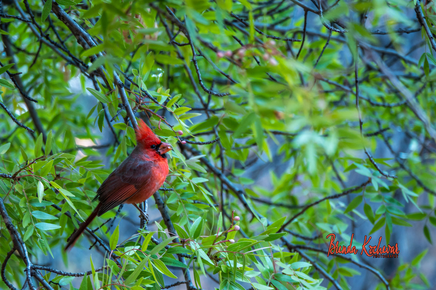 Cardinal Greeting Card