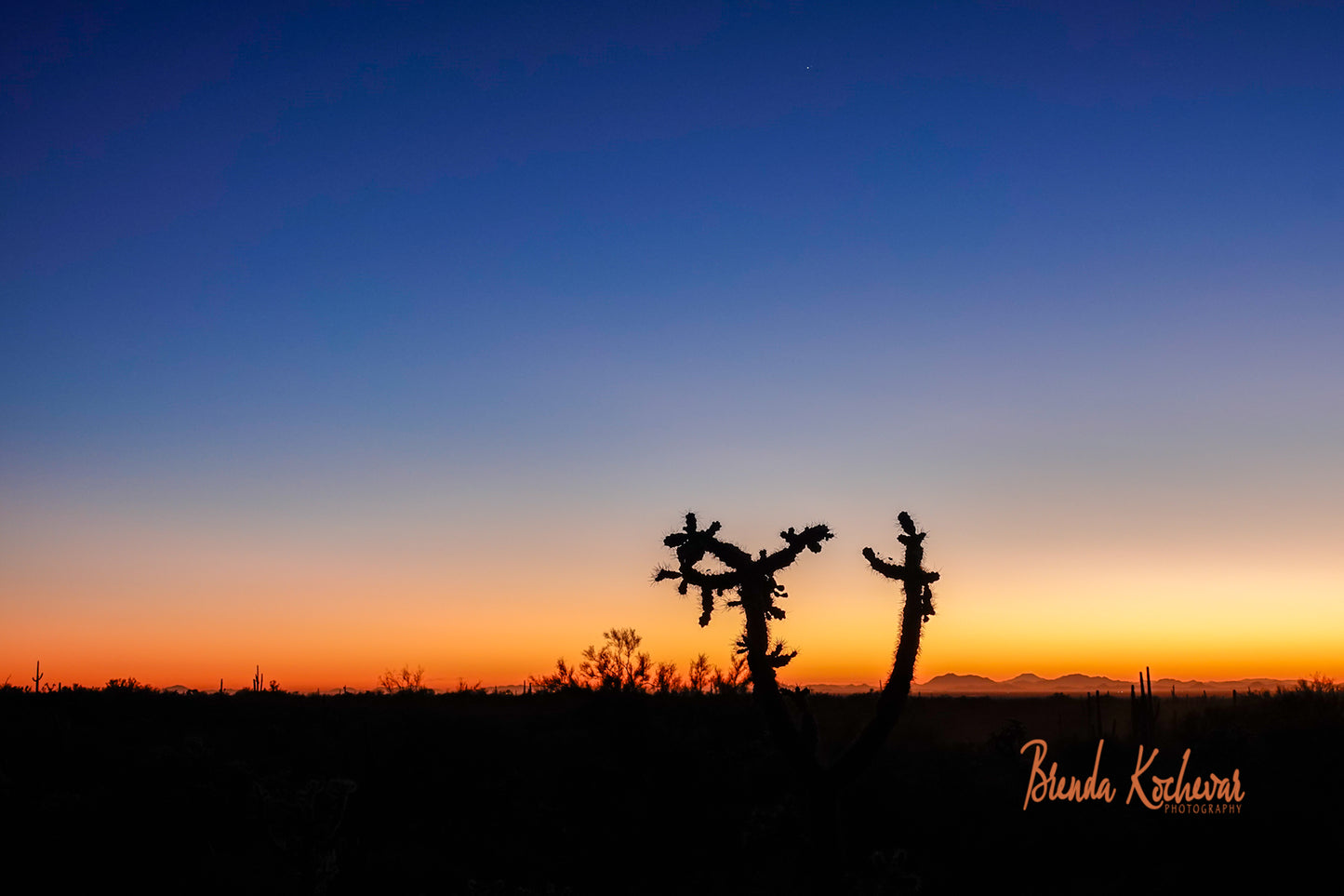 Cholla Sunset Greeting Card