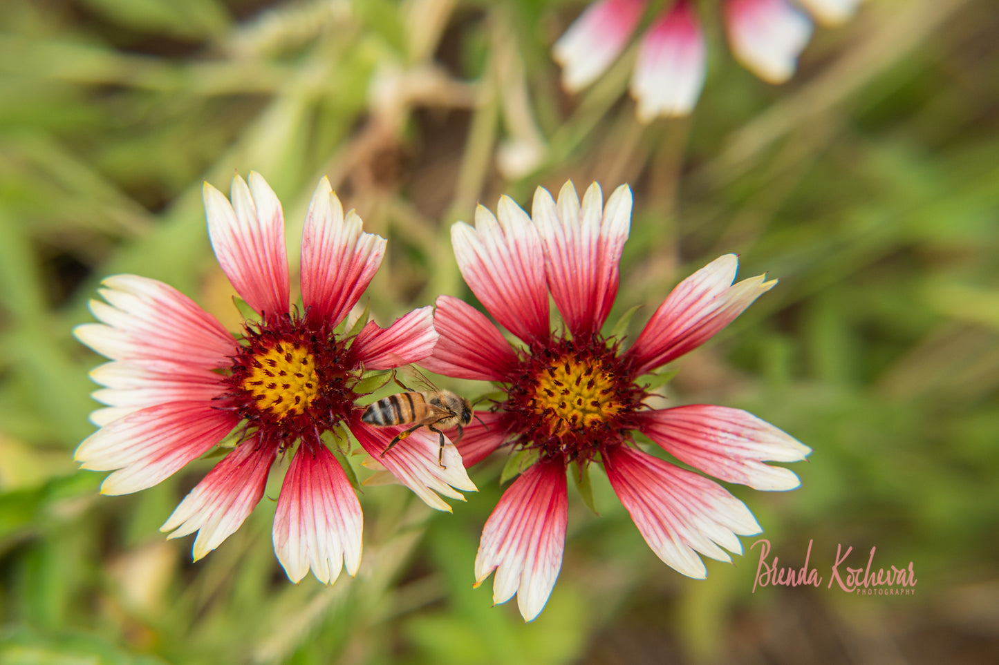 Bee & Flowers Greeting Card