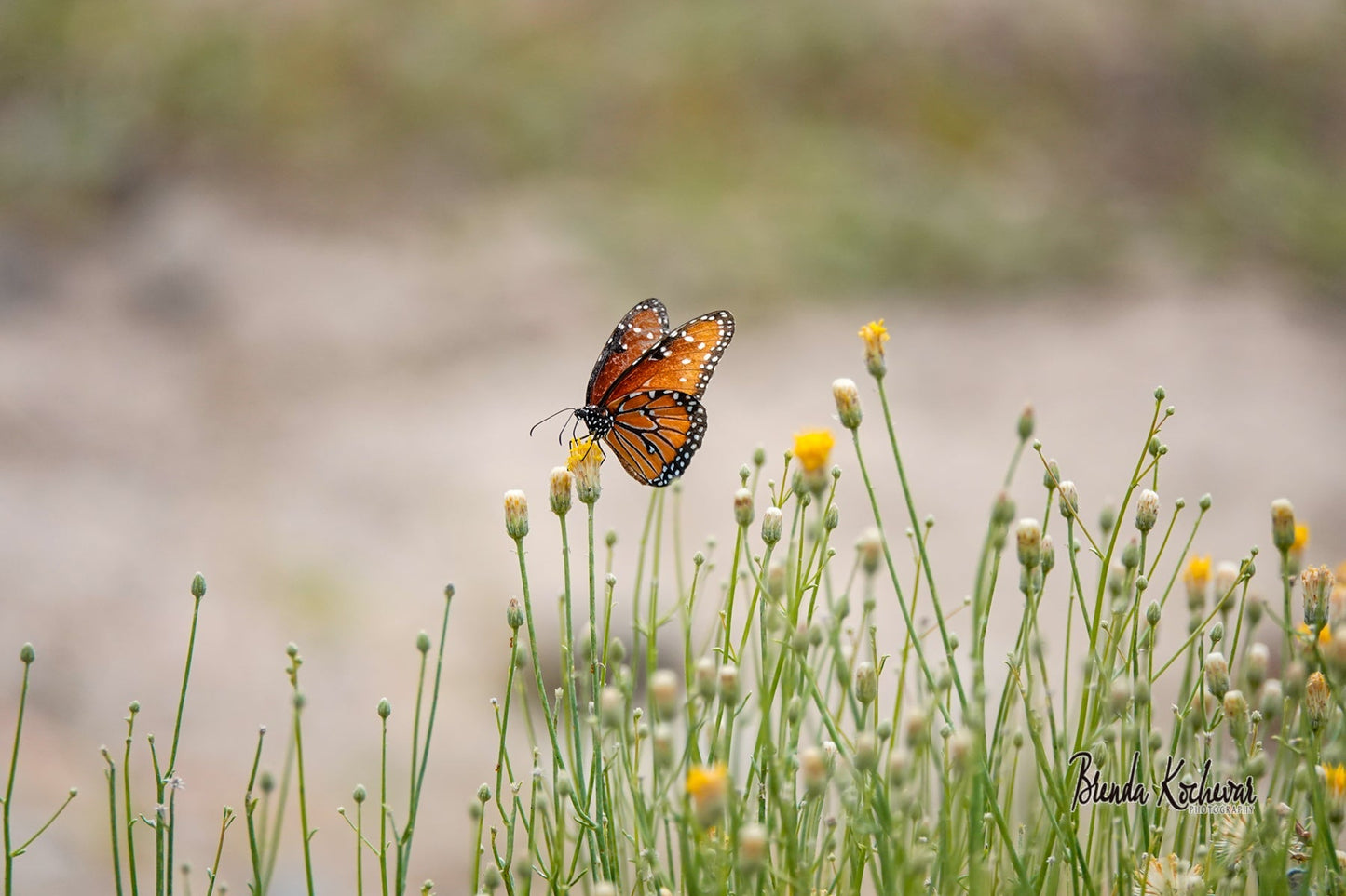 Monarch Butterfly Matted Print 7" x 5"