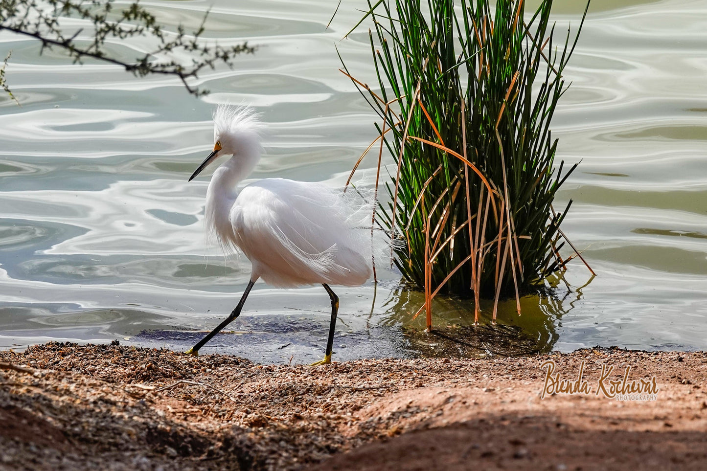 Snowy Egret Matted Photo 7" x 5"