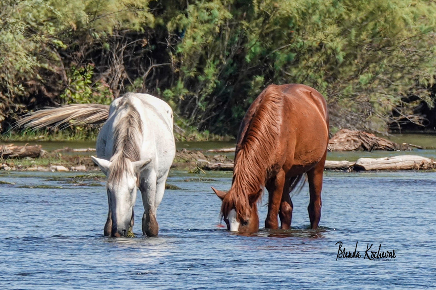 Salt River Wild Horses Snorkeling 6"x4" Mini Canvas