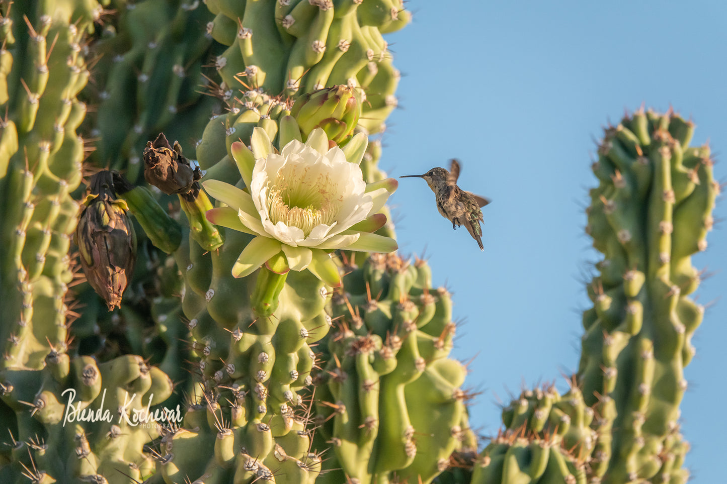 Hummingbird Saguaro Bloom Greeting Card