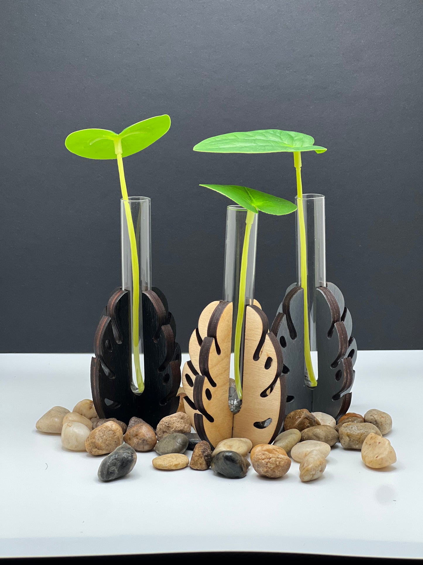 Mini Monstera Propagation Station