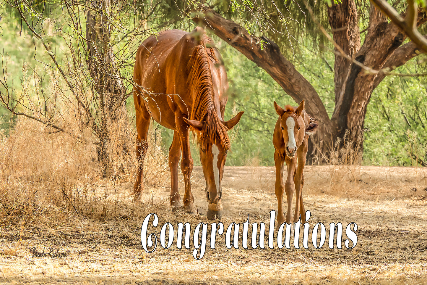 Salt River Wild Horses Mother & Foal Congratulations Greeting Card