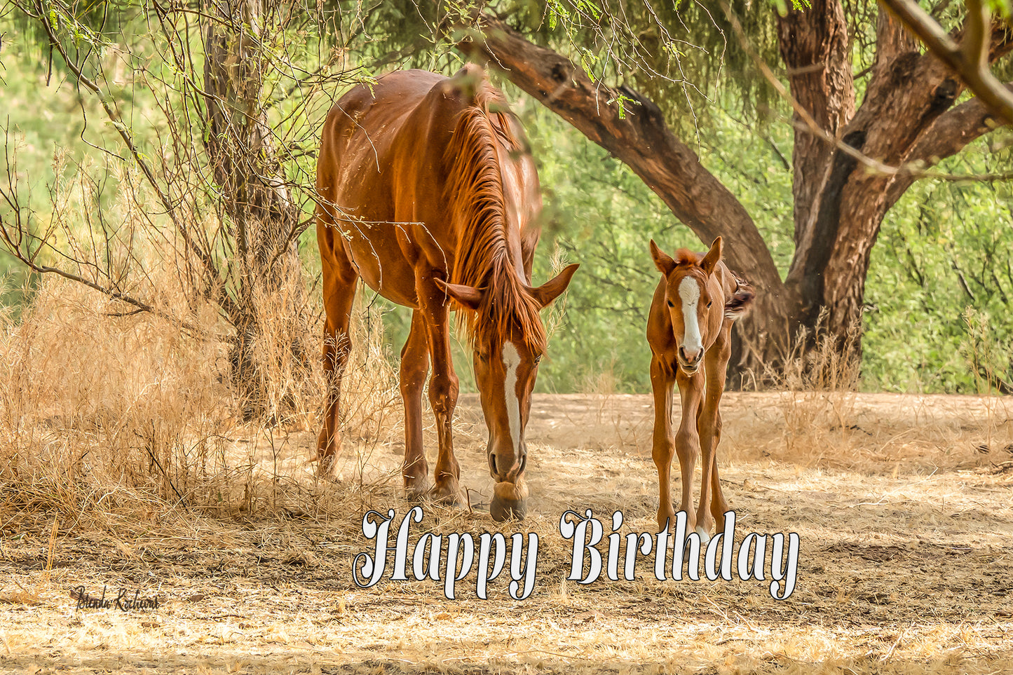 Salt River Wild Horses Mother & Foal Happy Birthday Greeting Card