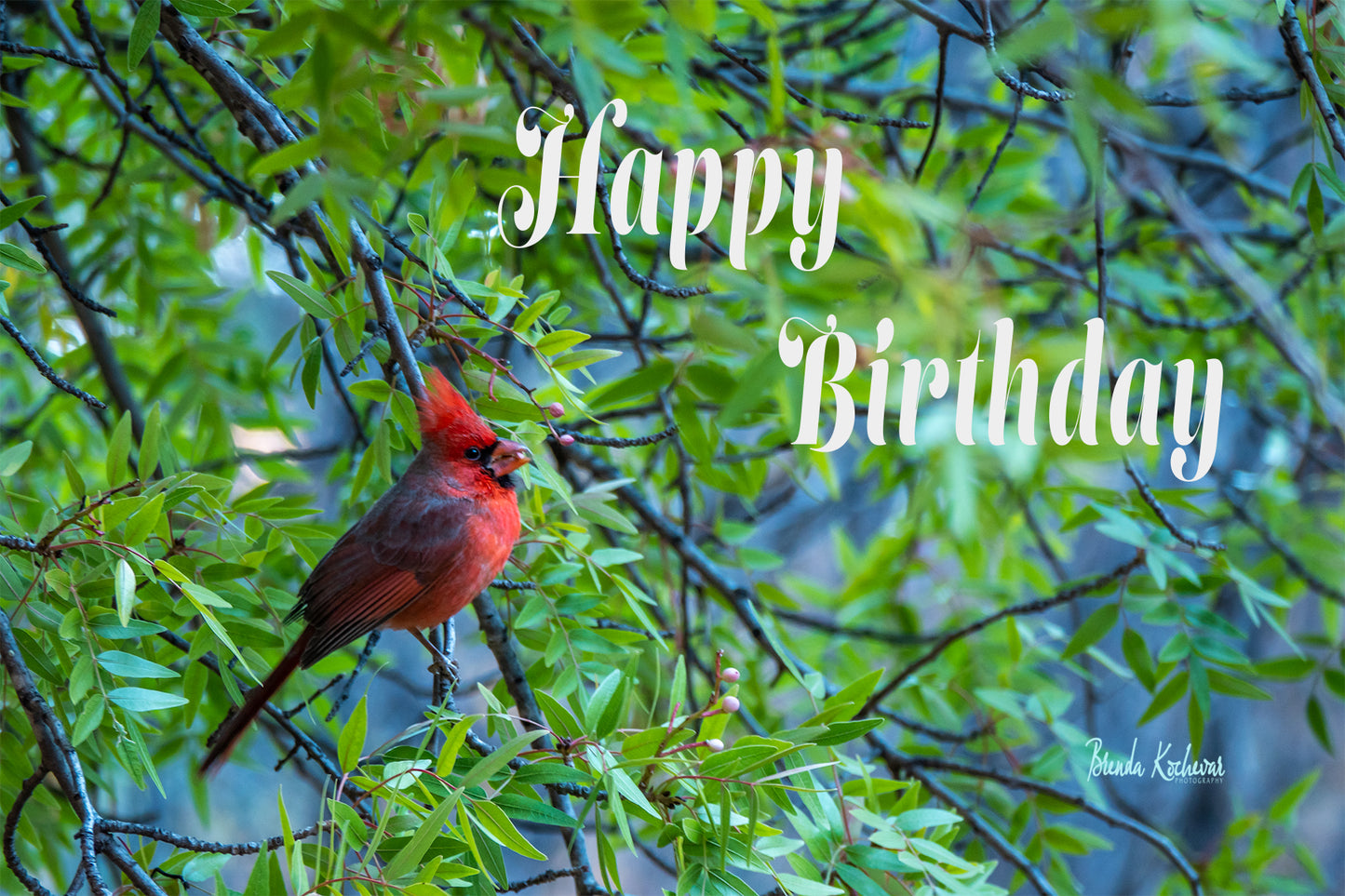 Cardinal Happy Birthday Greeting Card