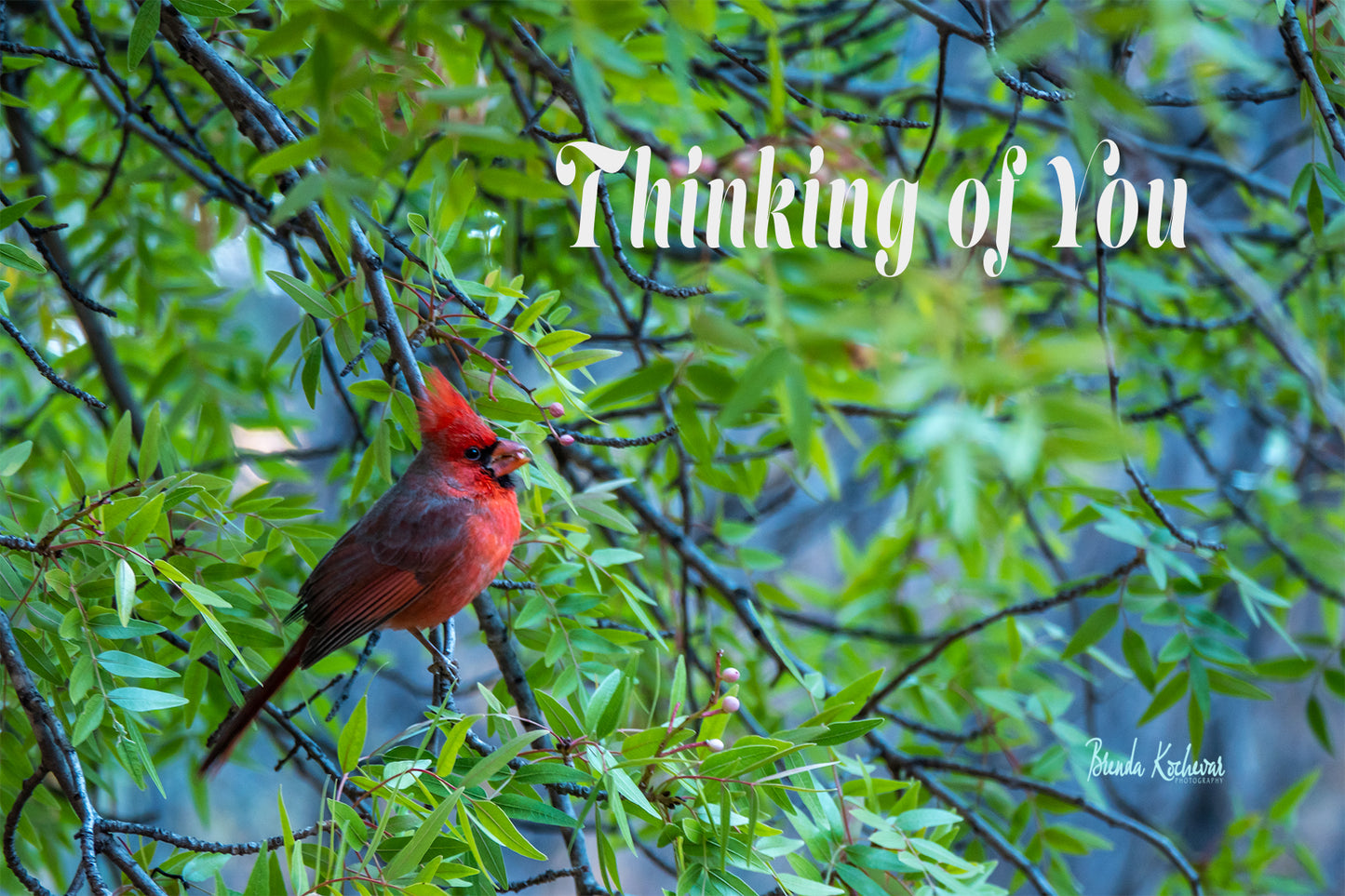 Cardinal Thinking of You Greeting Card