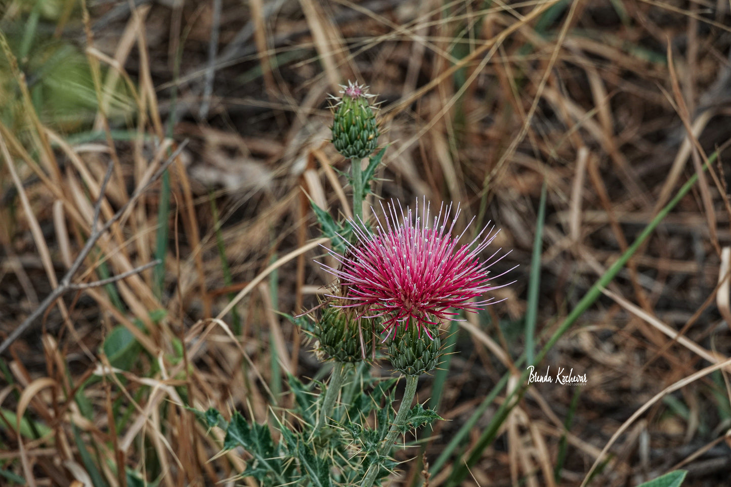 Wheeler’s Thistle Arizona Wildflower Photograph on a Mini Canvas 6”x4”