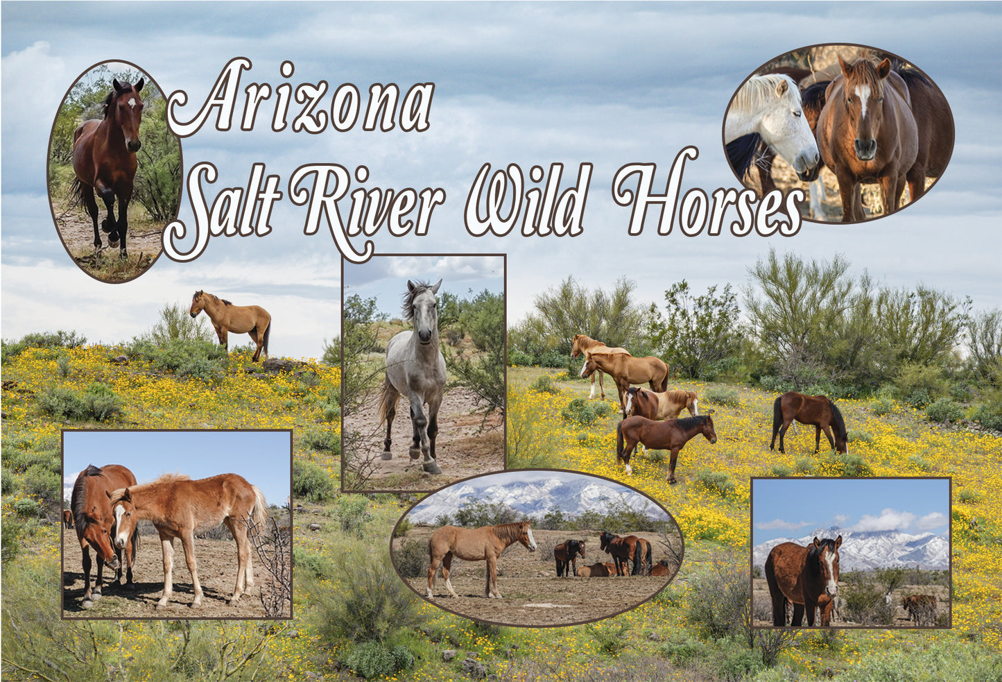 Arizona Salt River Wild Horses Mountainside Photographs on a Postcard