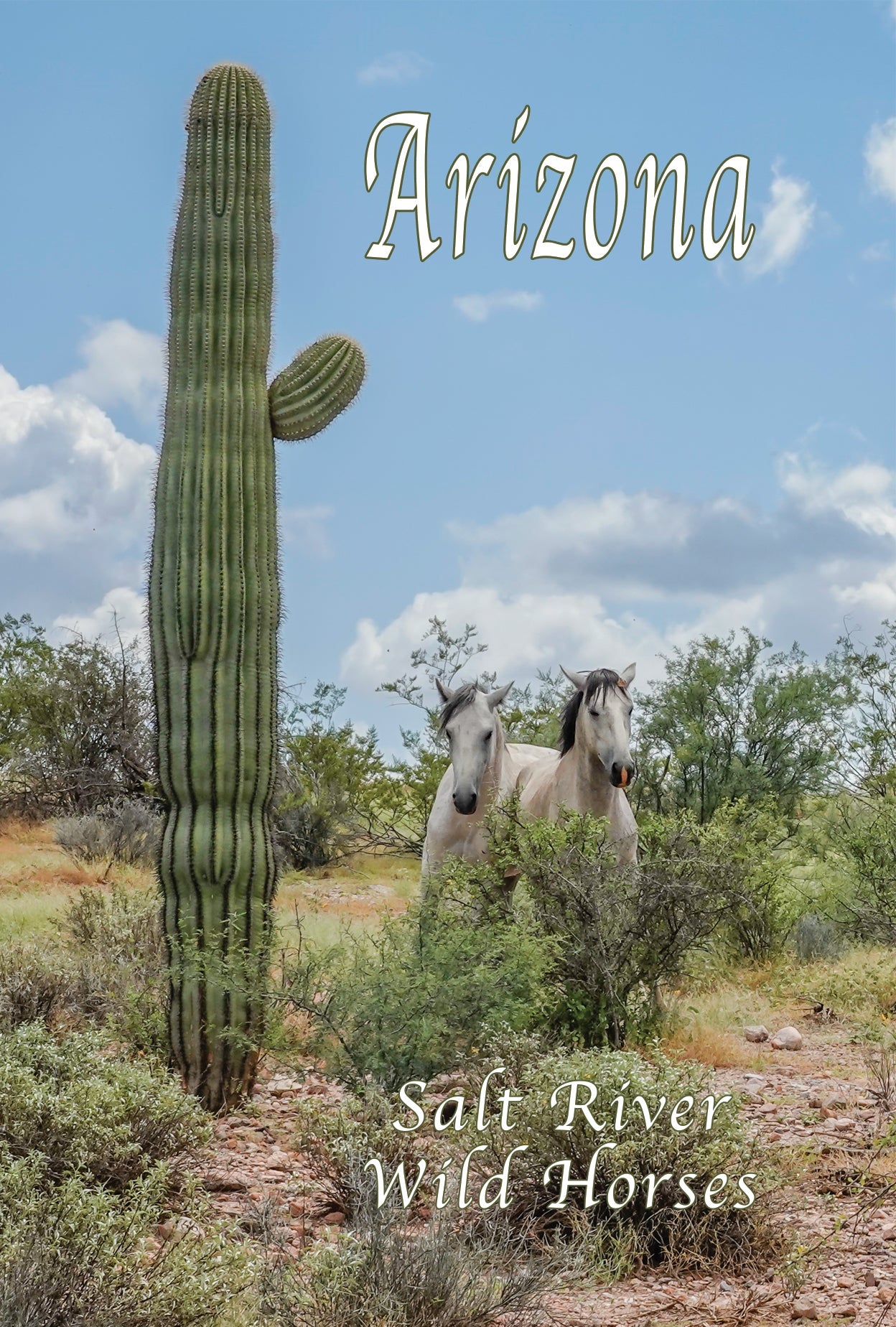 Salt River Wild Horses with Saguaro Sticker