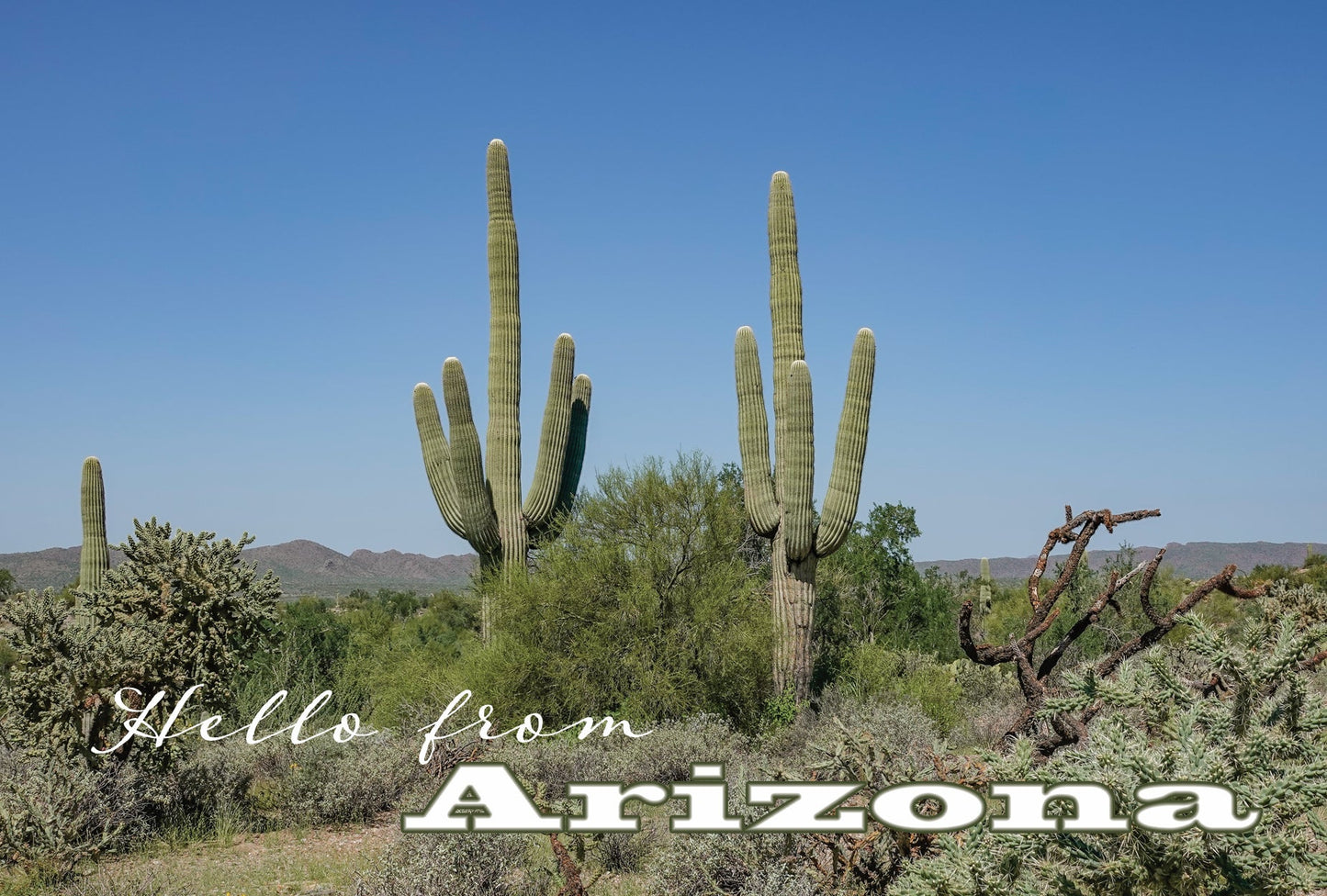 Two Saguaros Photograph on a Magnet
