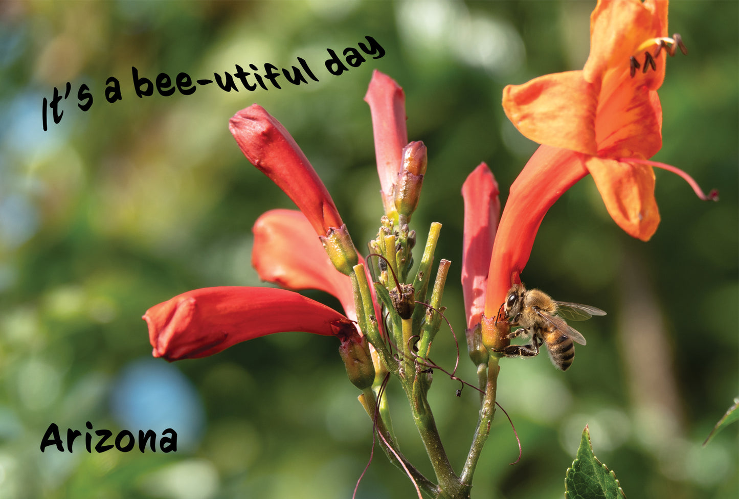 Arizona Bee Photo Postcard