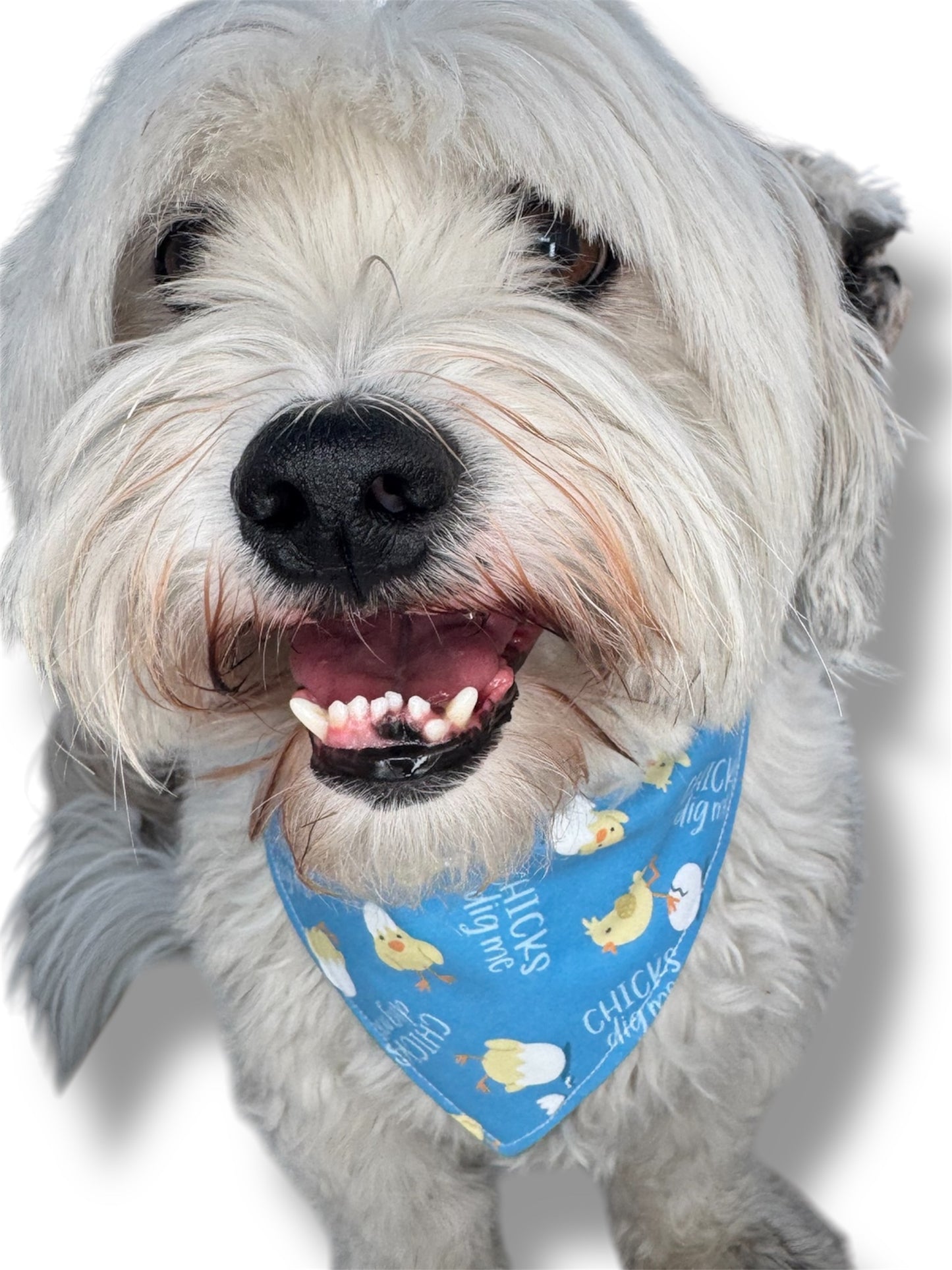 Chick dig me reversible dog bandana