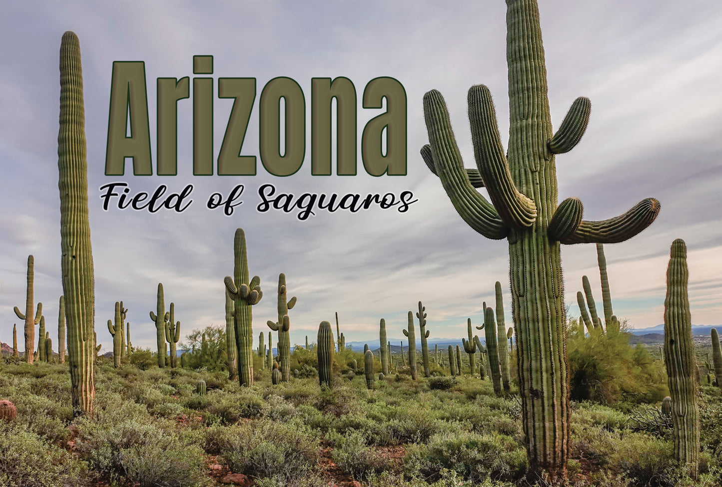 Field of Saguaros Photograph on a Postcard
