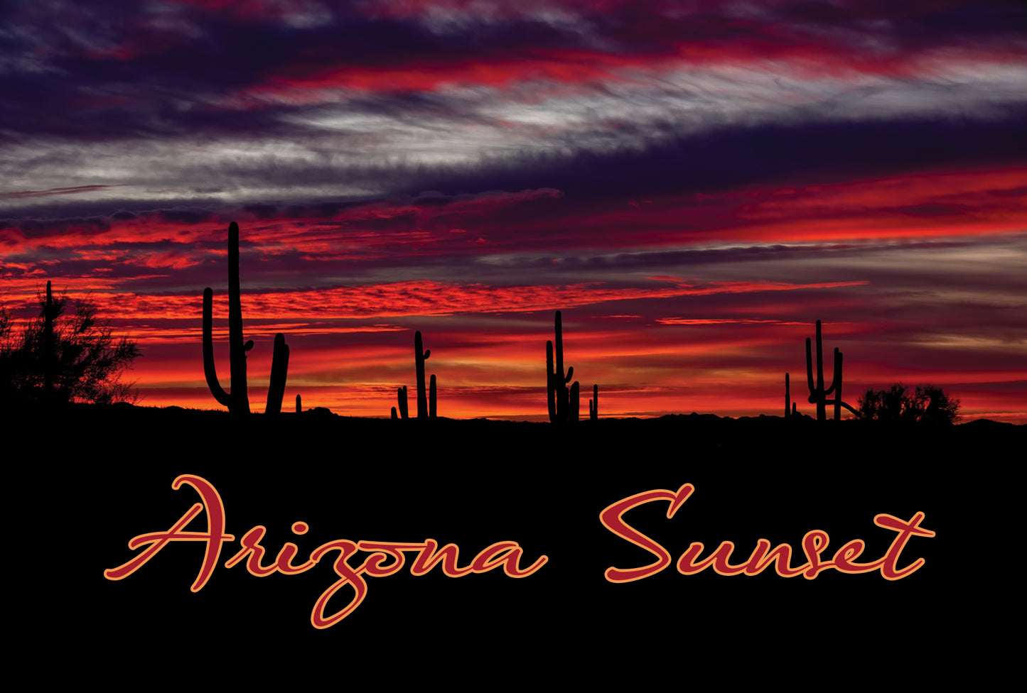 Arizona Saguaro Sunset Postcard