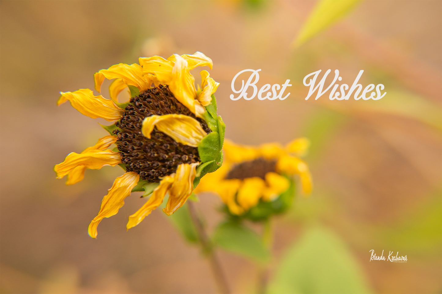 Wavy Sunflower Best Wishes Greeting Card