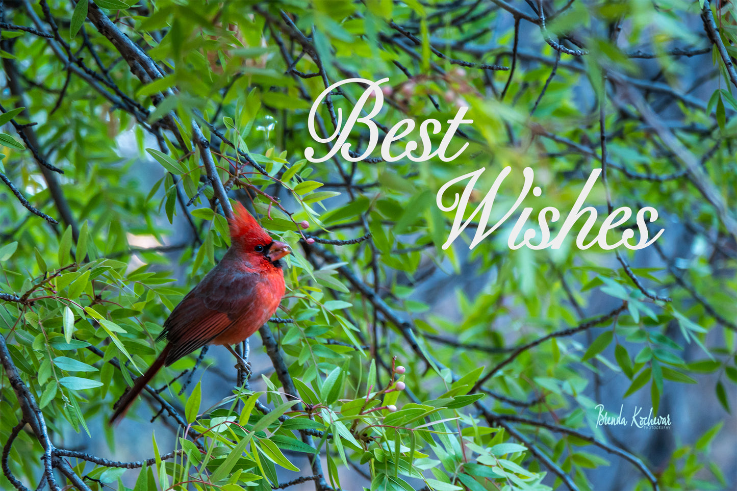 Cardinal Best Wishes Greeting Card