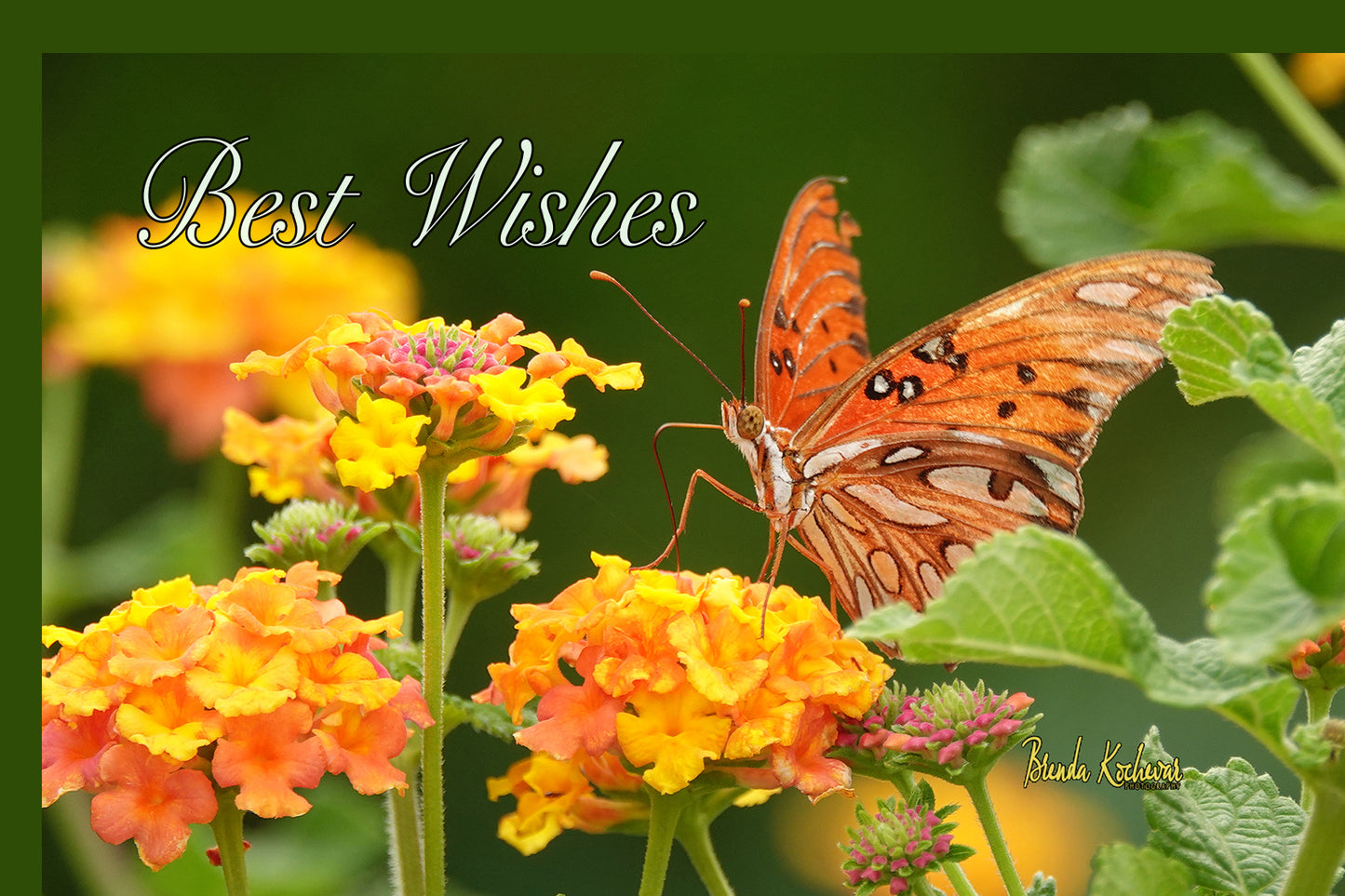 Butterfly on Lantana Best Wishes Greeting Card