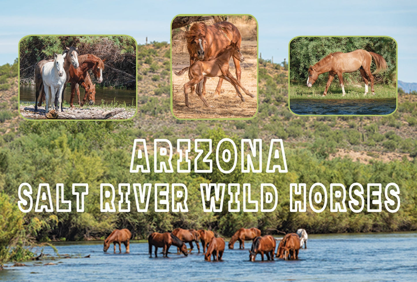 Photograph of Arizona Salt River Horses on a Sticker