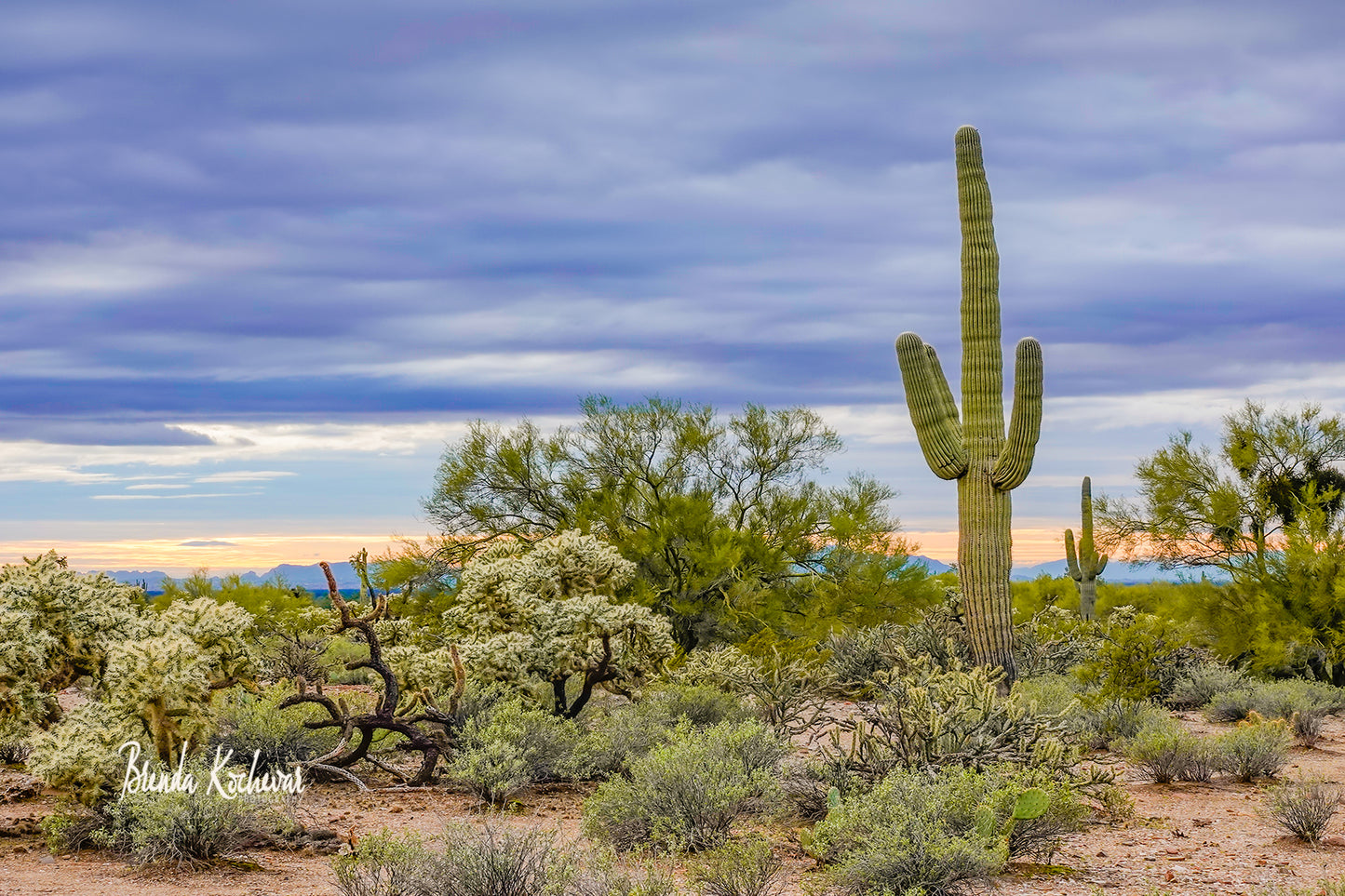 Sunset Saguaro Desert Scene Photograph on a 10"x8" Canvas