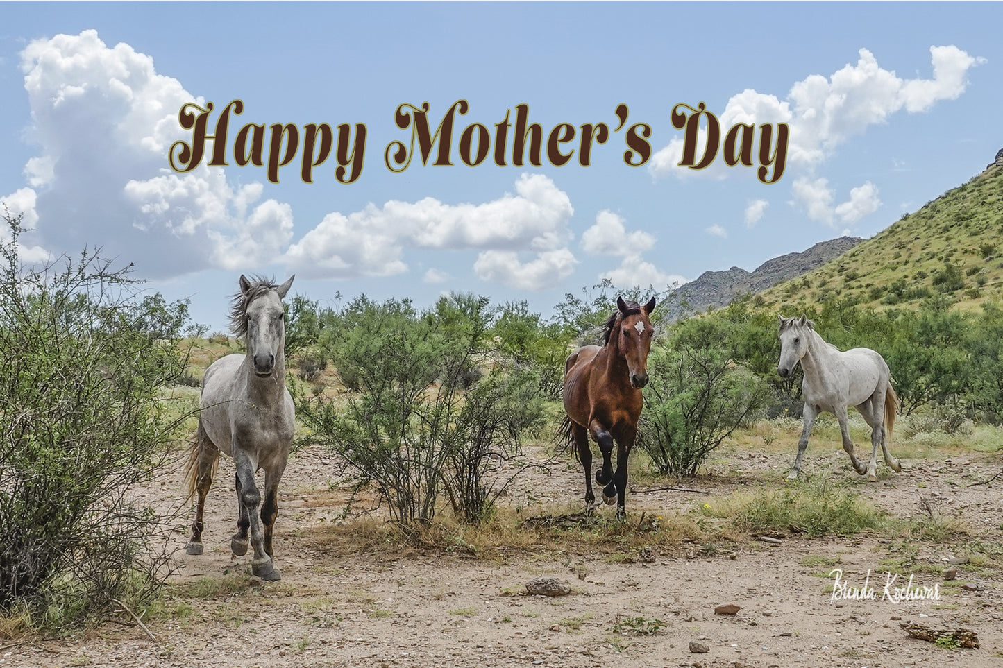 Salt River Wild Horses Running Mother's Day Greeting Card
