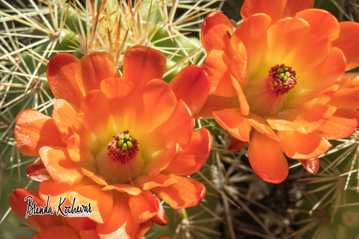 Orange Cactus Bloom Mini Canvas 6" x 4"