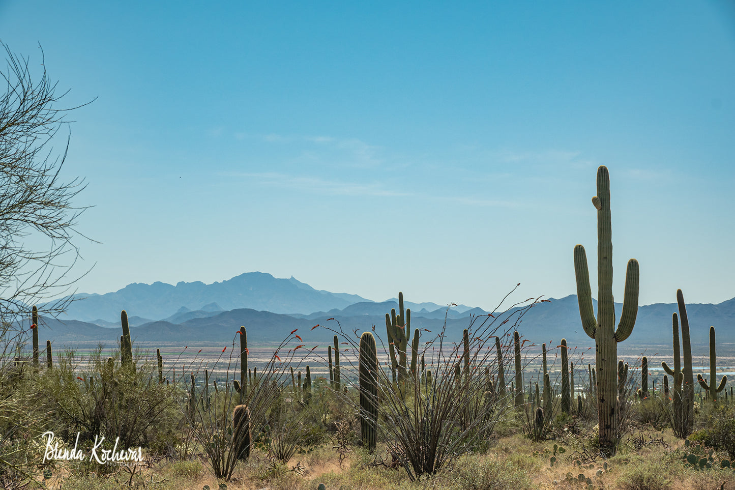 Saguaro National Forest Greeting Card