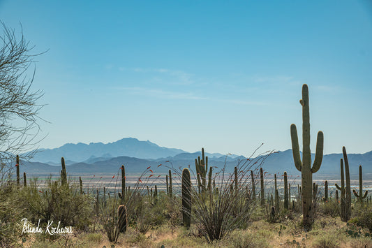 Desert Scene Matted Print 7” x 5”
