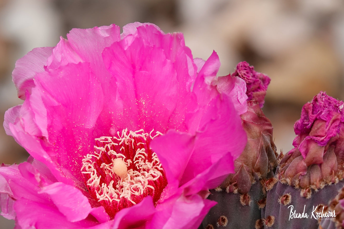 Pink Cactus Bloom Mini Canvas 6" x 4"