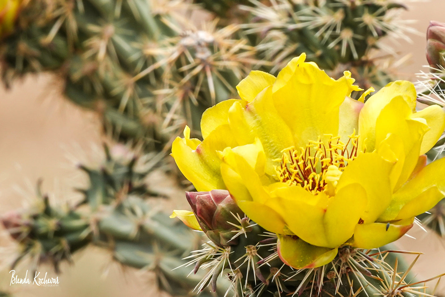 Yellow Cactus Bloom Mini Canvas 6" x 4"