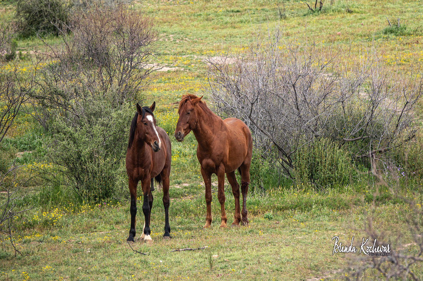 Salt River Wild Horses Greeting Card
