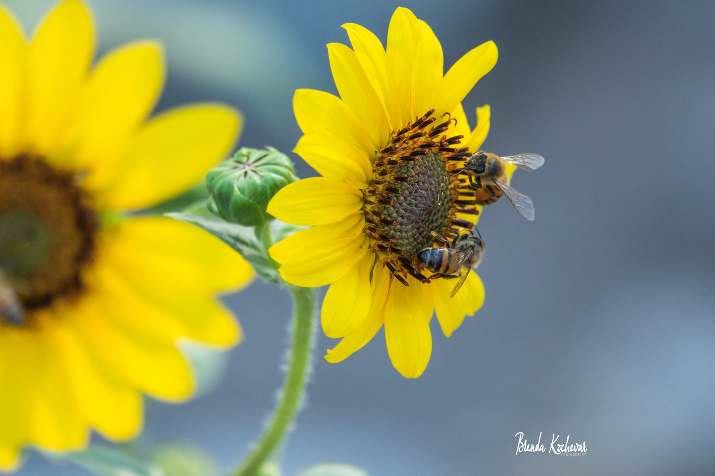 Two Daisies & BeesPhotograph on a 6"x4" Mini Canvas