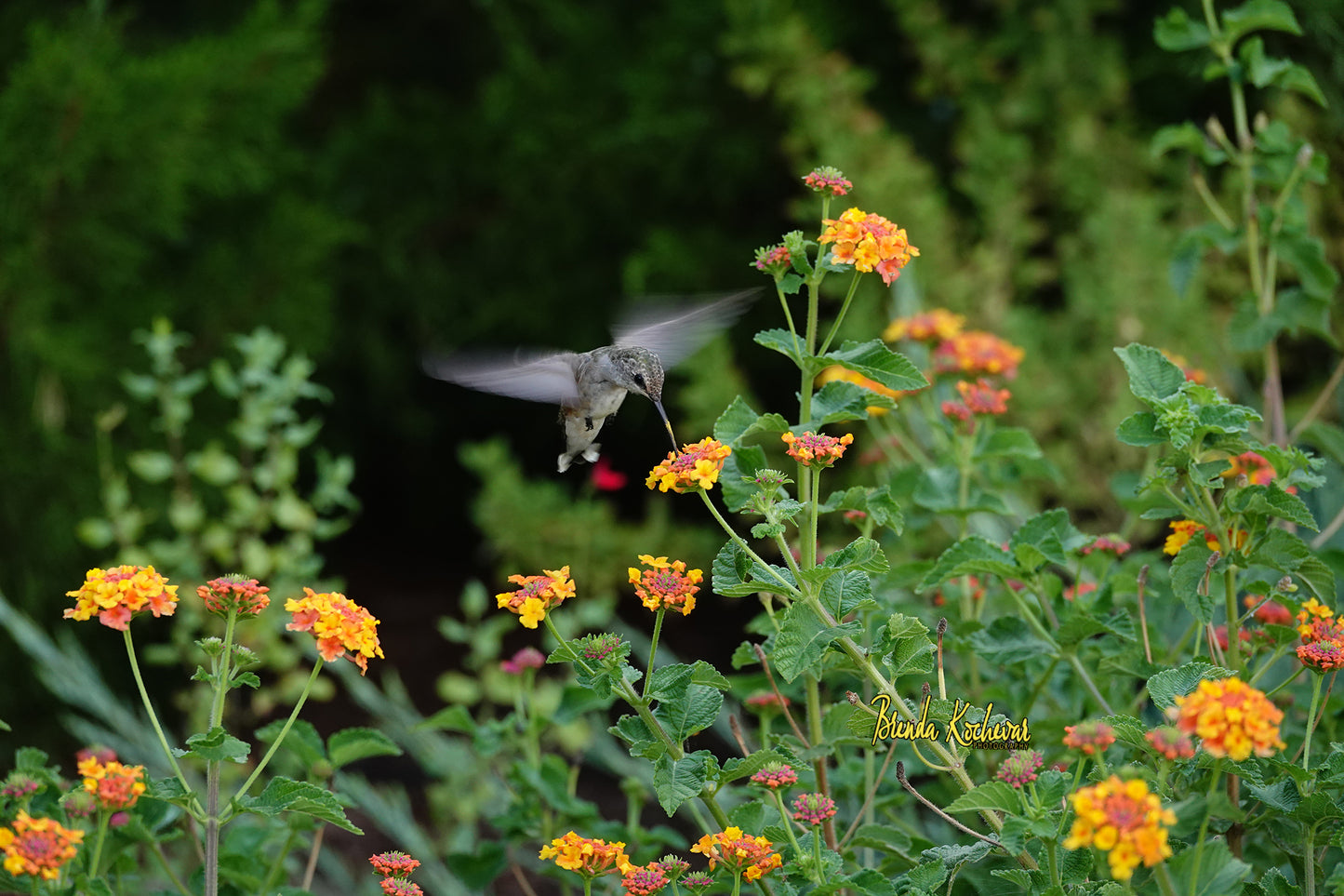 Photograph of Hummingbird & Lantana1 on a Greeting Card