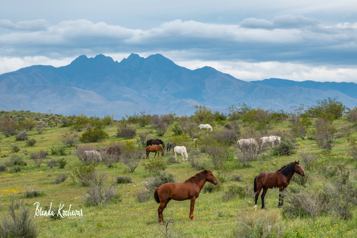 Salt River Wild Horses & Four Peaks Mountain Greeting Card