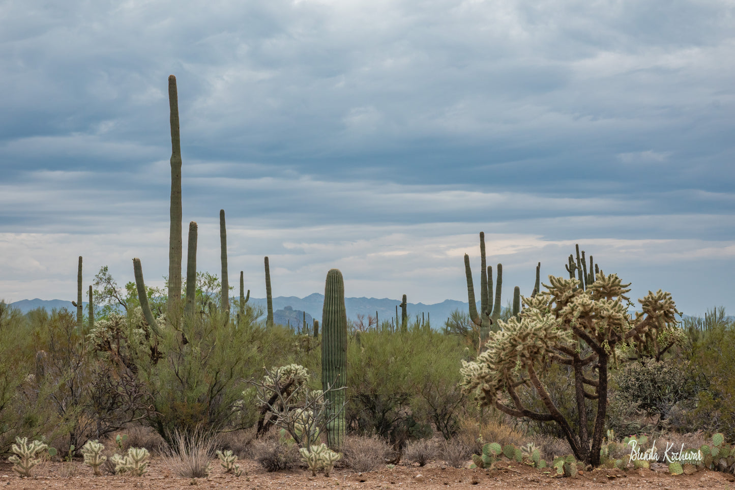 Desert Scene Saguaros & Chollas 12”x8” Canvas