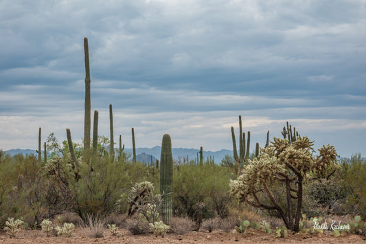 Desert Scene Saguaros & Chollas Acrylic 16” x 12”