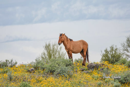 Spring Bloom Salt River Wild Horse on Top of Hill Greeting Card