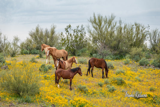 Spring Bloom and Salt River Wild Horses Greeting Card