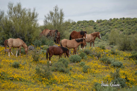 Salt River Wild Horses and Spring Bloom Greeting Card