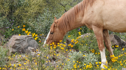 Salt River Wild Horse Spring Bloom Mini Canvas 4”x6”