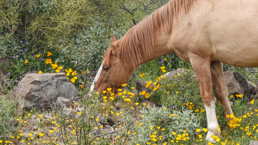 Salt River Wild Horse Spring Bloom Greeting Card